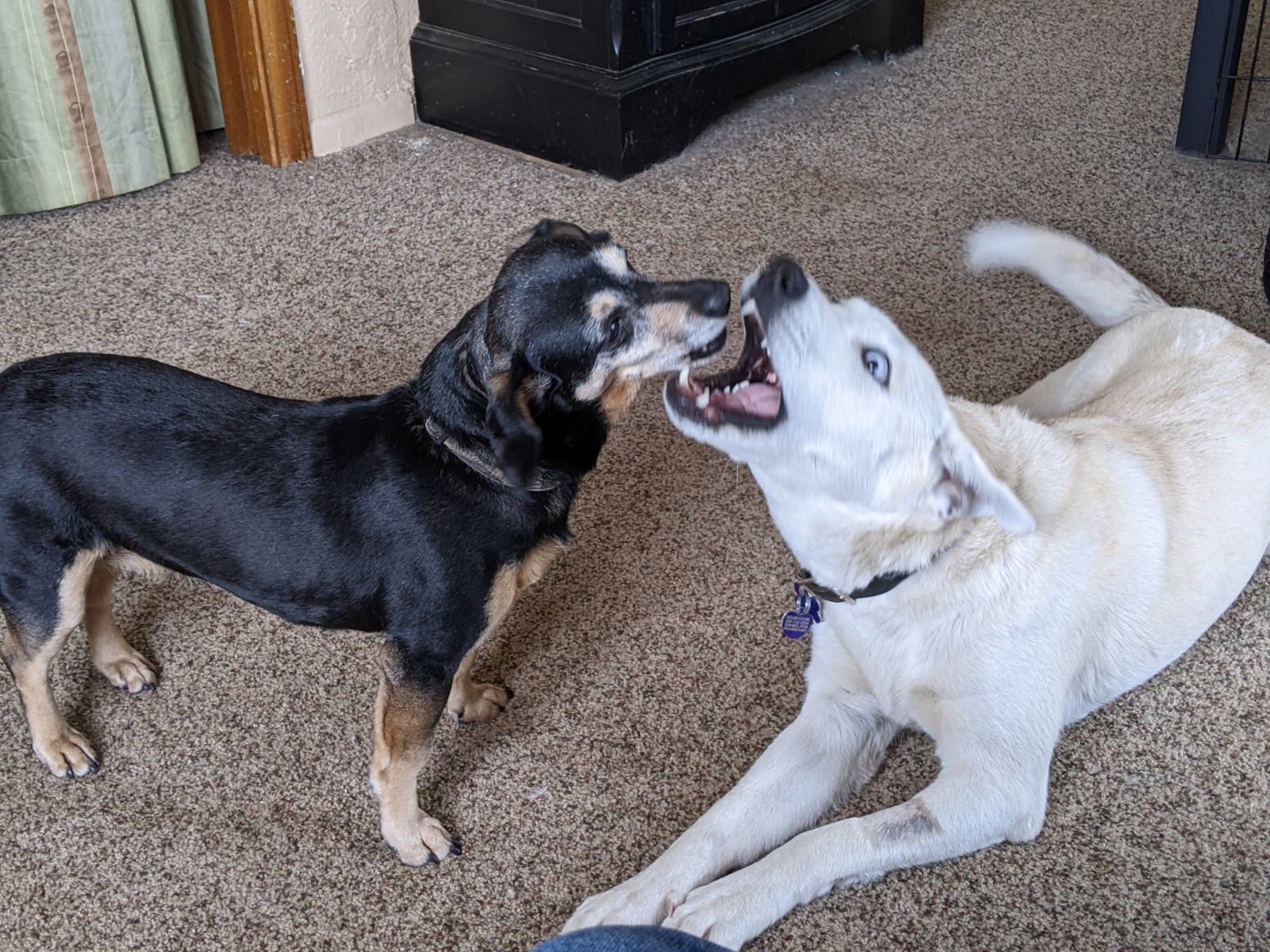 Enlarge Annie Mae Husky mix  California, a Adoptable mixed breed in Oakhurst, CA image 2/4
