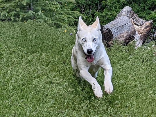 Enlarge Annie Mae Husky mix  California, a Adoptable mixed breed in Oakhurst, CA image 1/4
