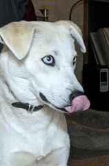 Enlarge Annie Mae Husky mix  California, a Adoptable mixed breed in Oakhurst, CA image 4/4