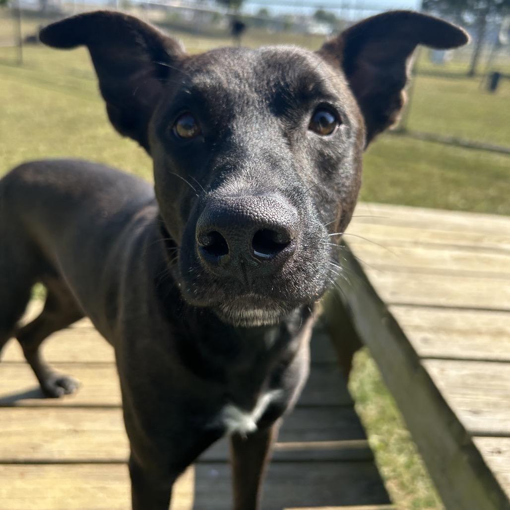 Dobby, Adoptable, Young Male Mixed Breed.