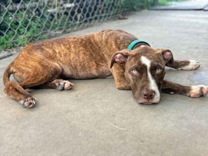 Cedar, an adopted mixed breed in Inverness, FL image 2/2