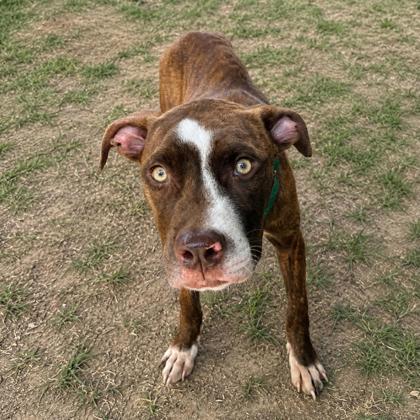 Cedar, adopted, Young Male Boxer & American Staffordshire Terrier.