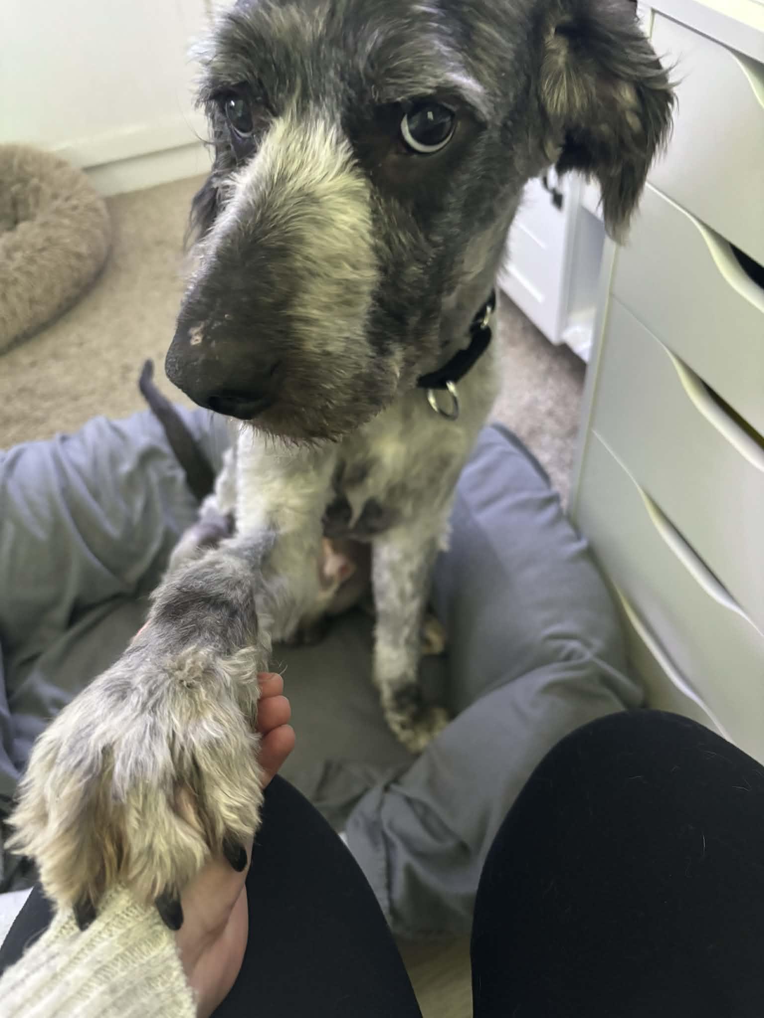 Art, an adopted mixed breed in Cedar Rapids, IA image 2/5