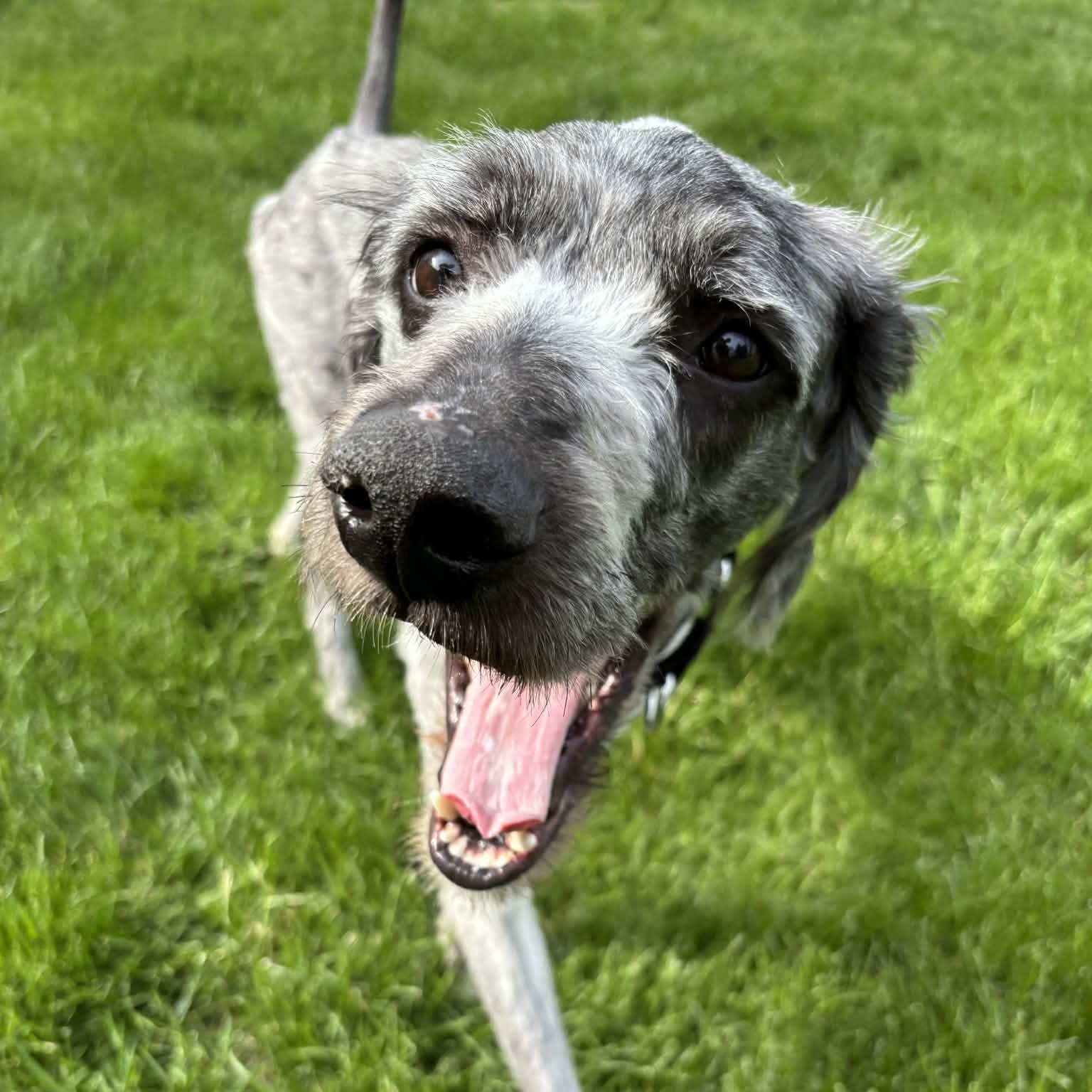 Art, adopted, Adult Male Aussiedoodle.