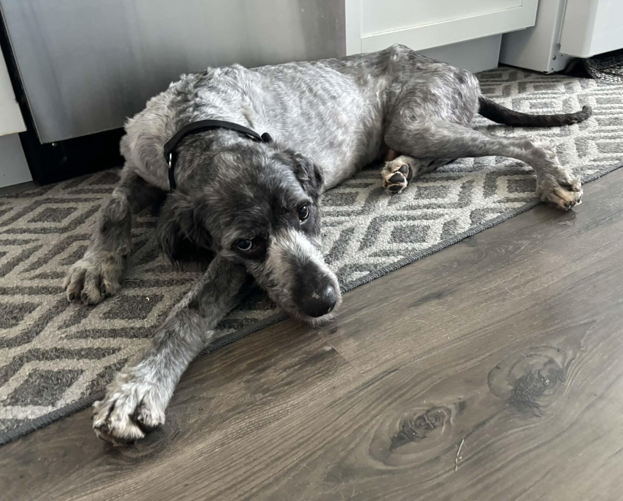Art, an adopted mixed breed in Cedar Rapids, IA image 5/5