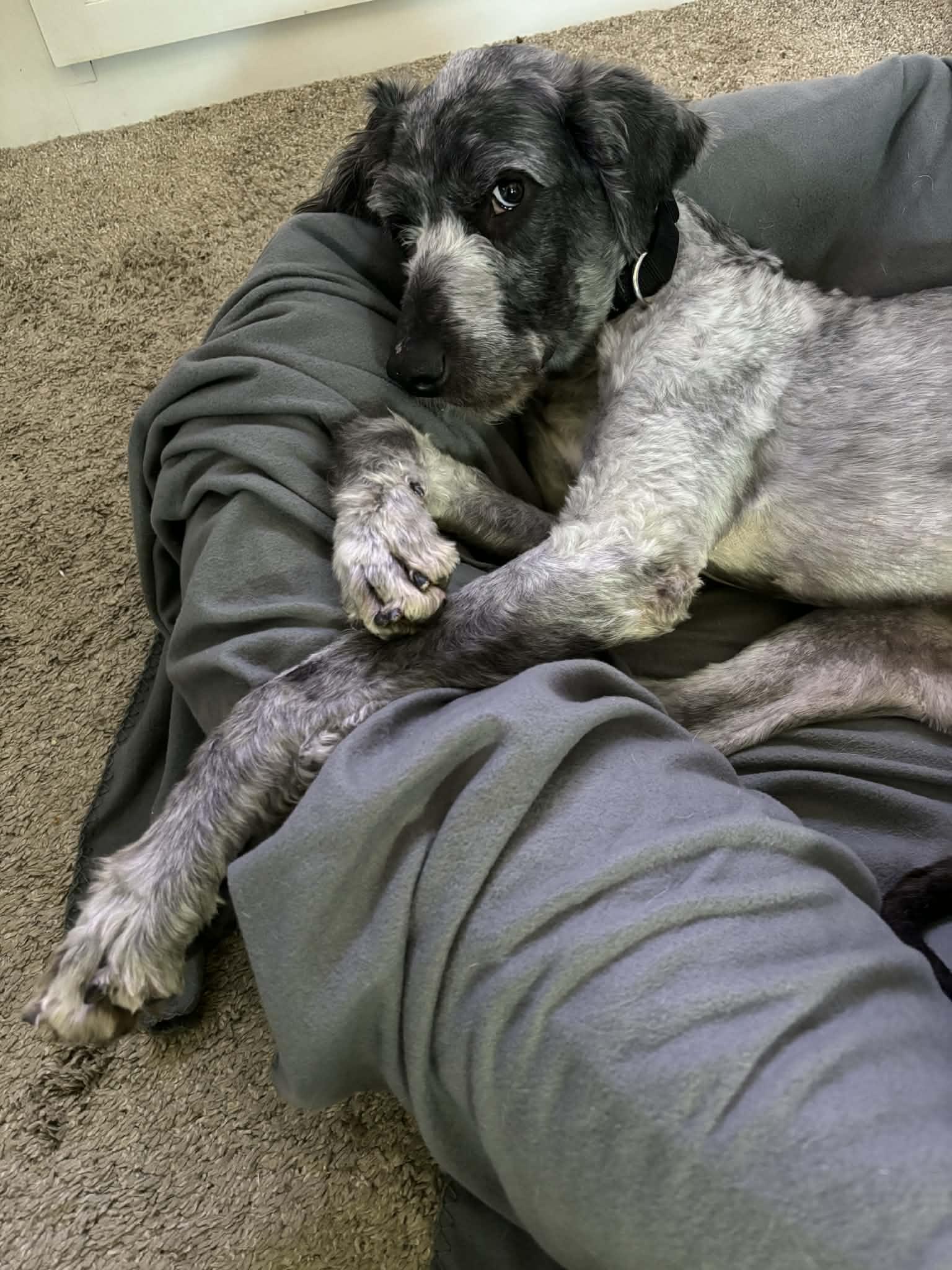 Art, an adopted mixed breed in Cedar Rapids, IA image 4/5
