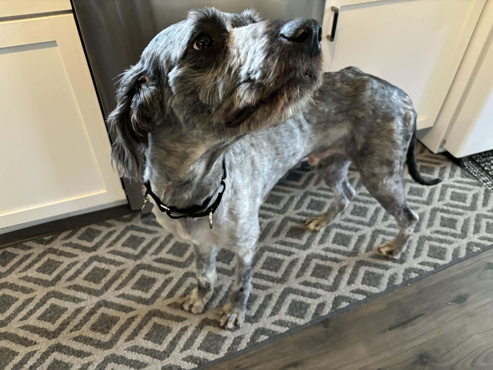 Art, an adopted mixed breed in Cedar Rapids, IA image 3/5