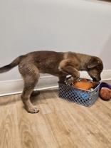 Enlarge Boone, a ADOPTABLE mixed breed in Woodstock, IL image 3/3