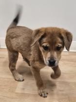 Enlarge Boone, a ADOPTABLE mixed breed in Woodstock, IL image 2/3