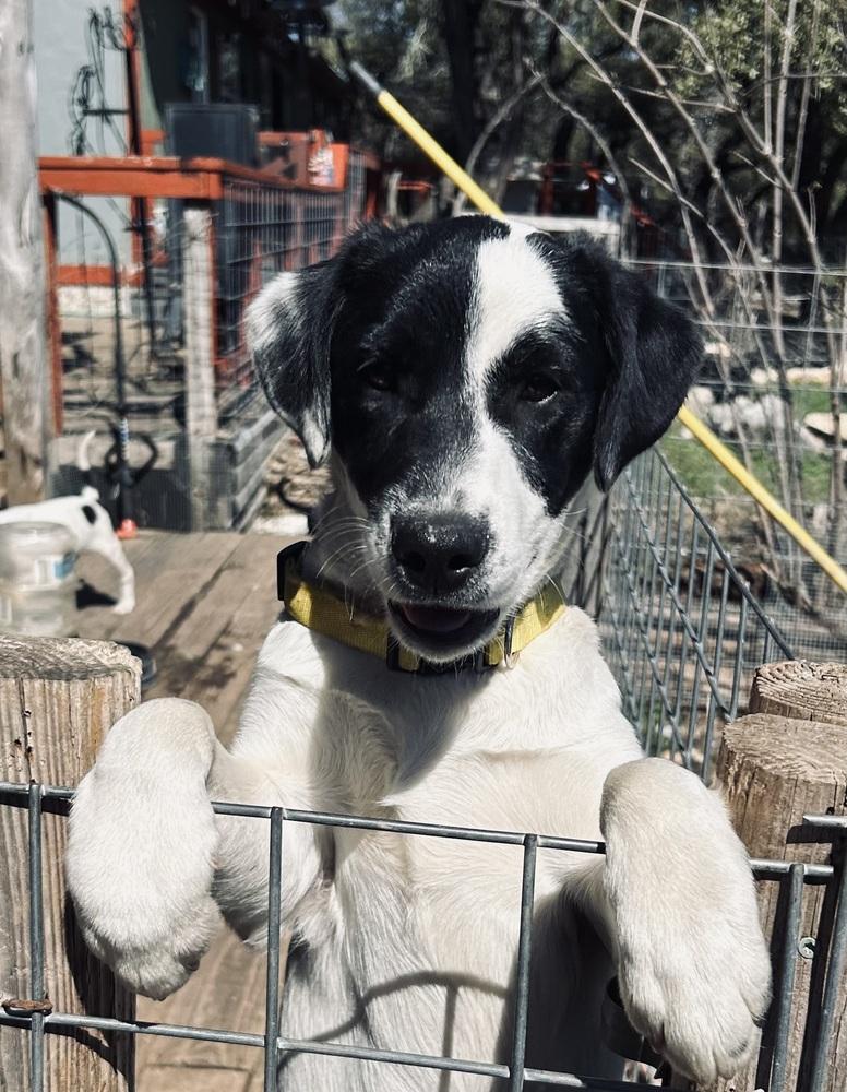 Enlarge Danny, a Adopted mixed breed in New Braunfels, TX image 1/1