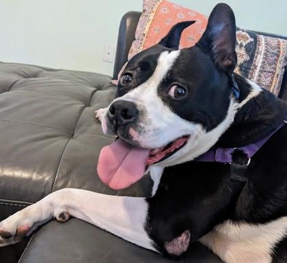 Enlarge Carlito, a Adoptable mixed breed in Washington, DC image 1/3