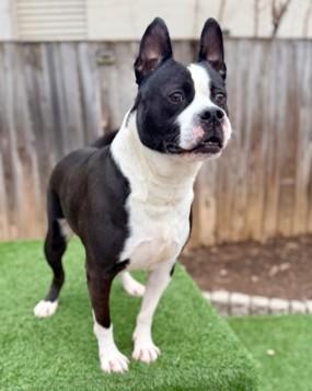 Enlarge Carlito, a Adoptable mixed breed in Washington, DC image 2/3