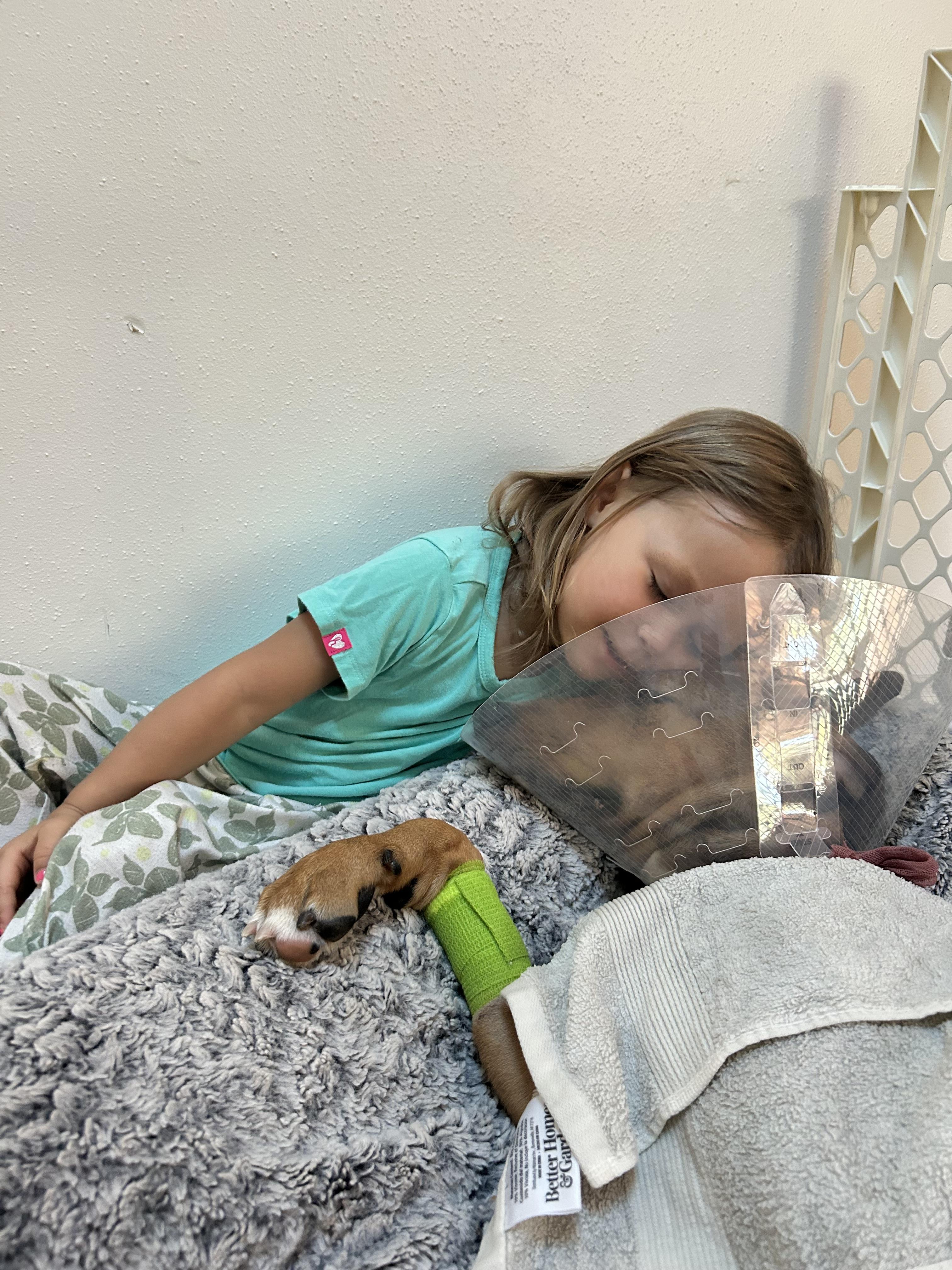 CHRISTY, Adopted, Puppy Female Rhodesian Ridgeback.