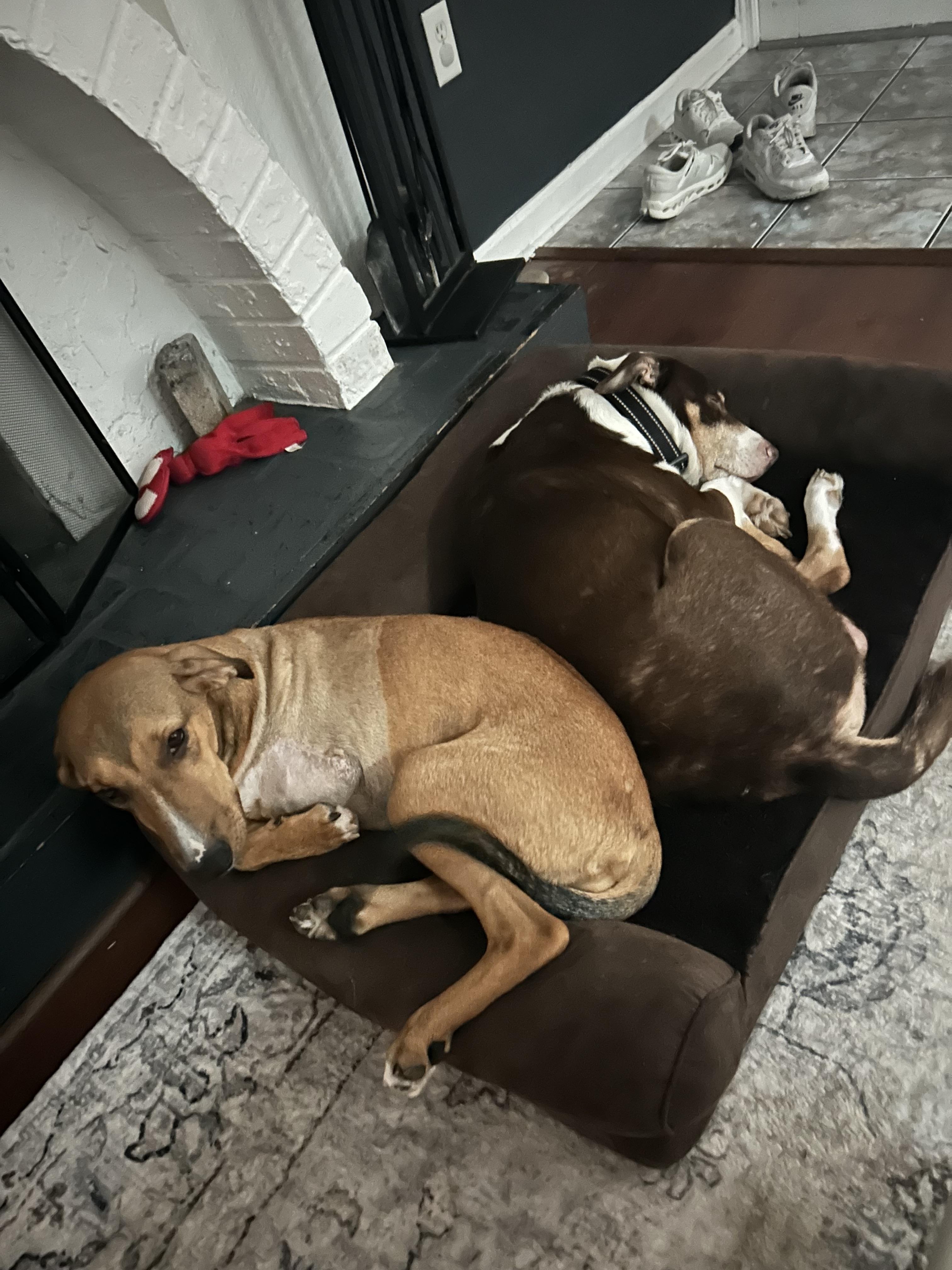 CHRISTY, a Adopted mixed breed in Shady Hills, FL image 5/6