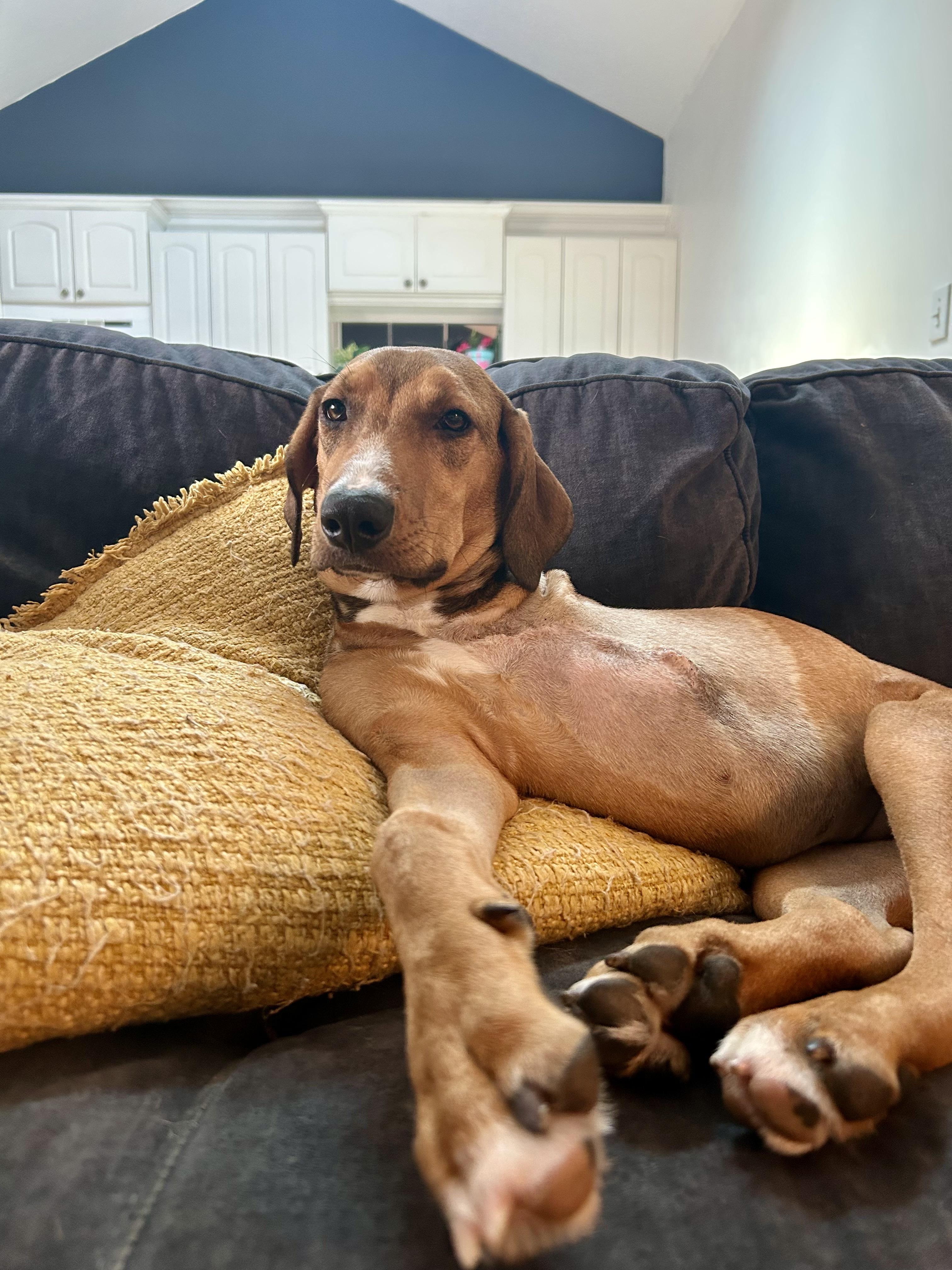 CHRISTY, a Adopted mixed breed in Shady Hills, FL image 2/6