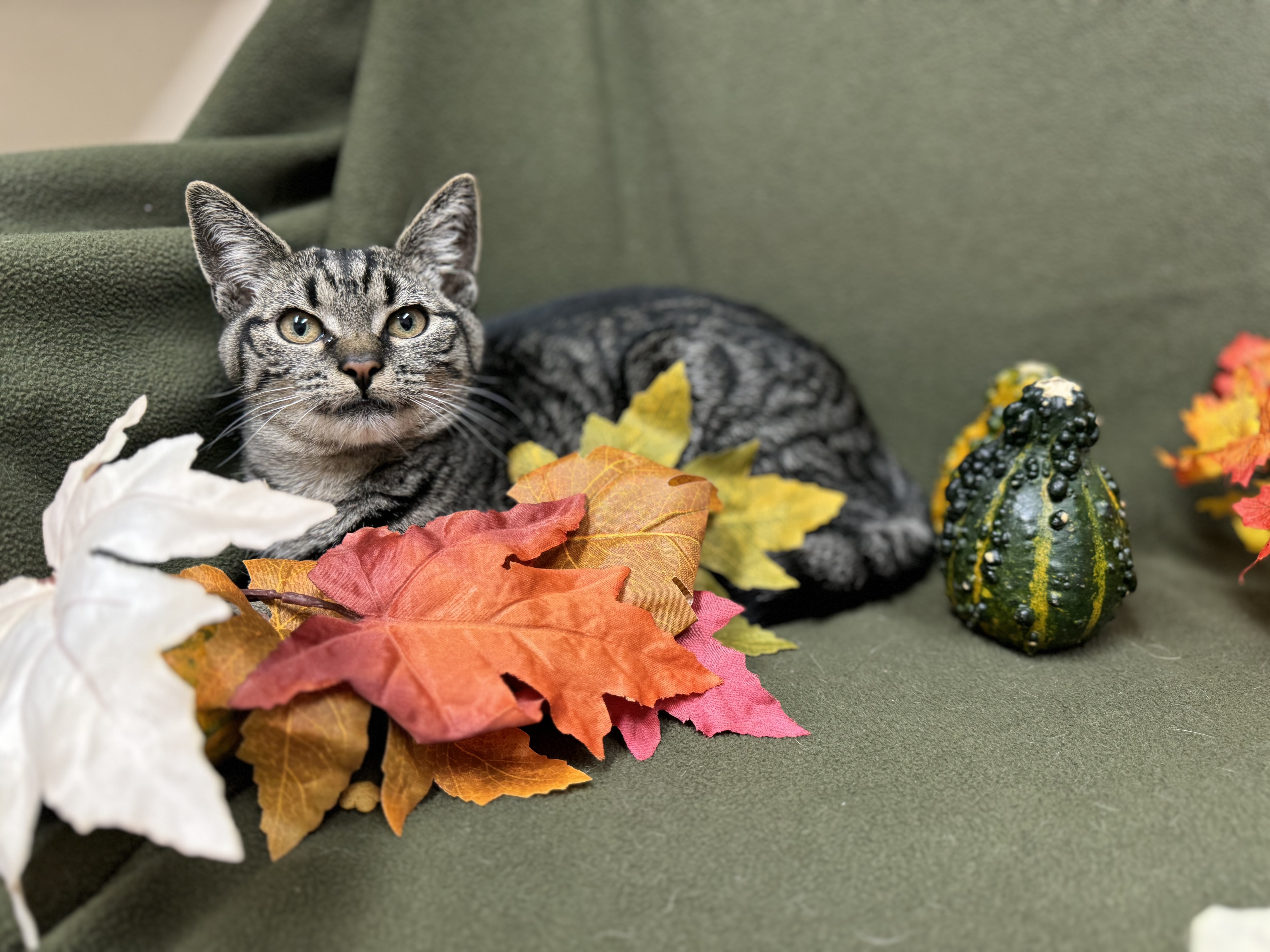 Topaz, a Adopted Domestic Short Hair in Mullica Hill, NJ image 2/6