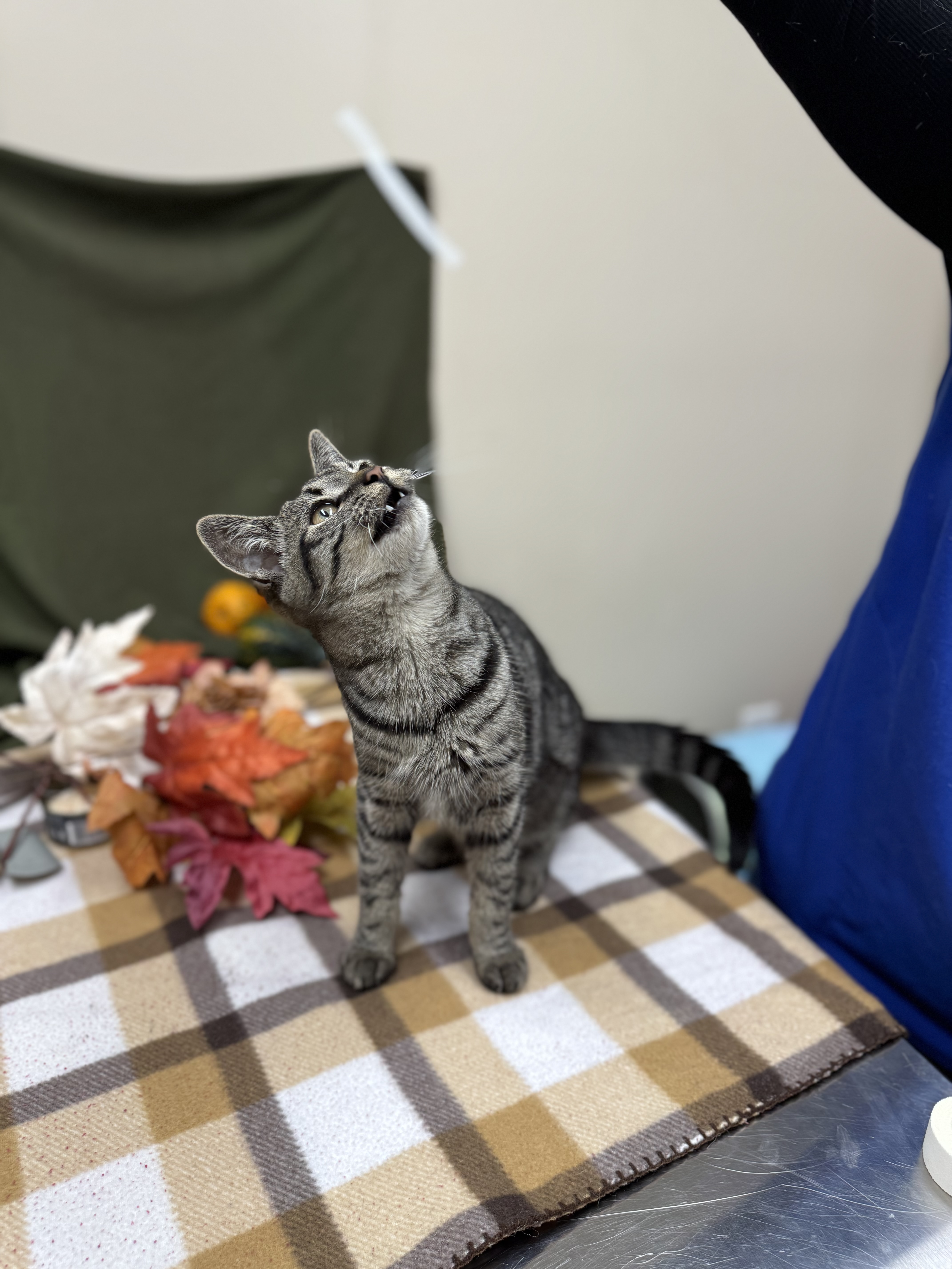 Topaz, a Adopted Domestic Short Hair in Mullica Hill, NJ image 6/6