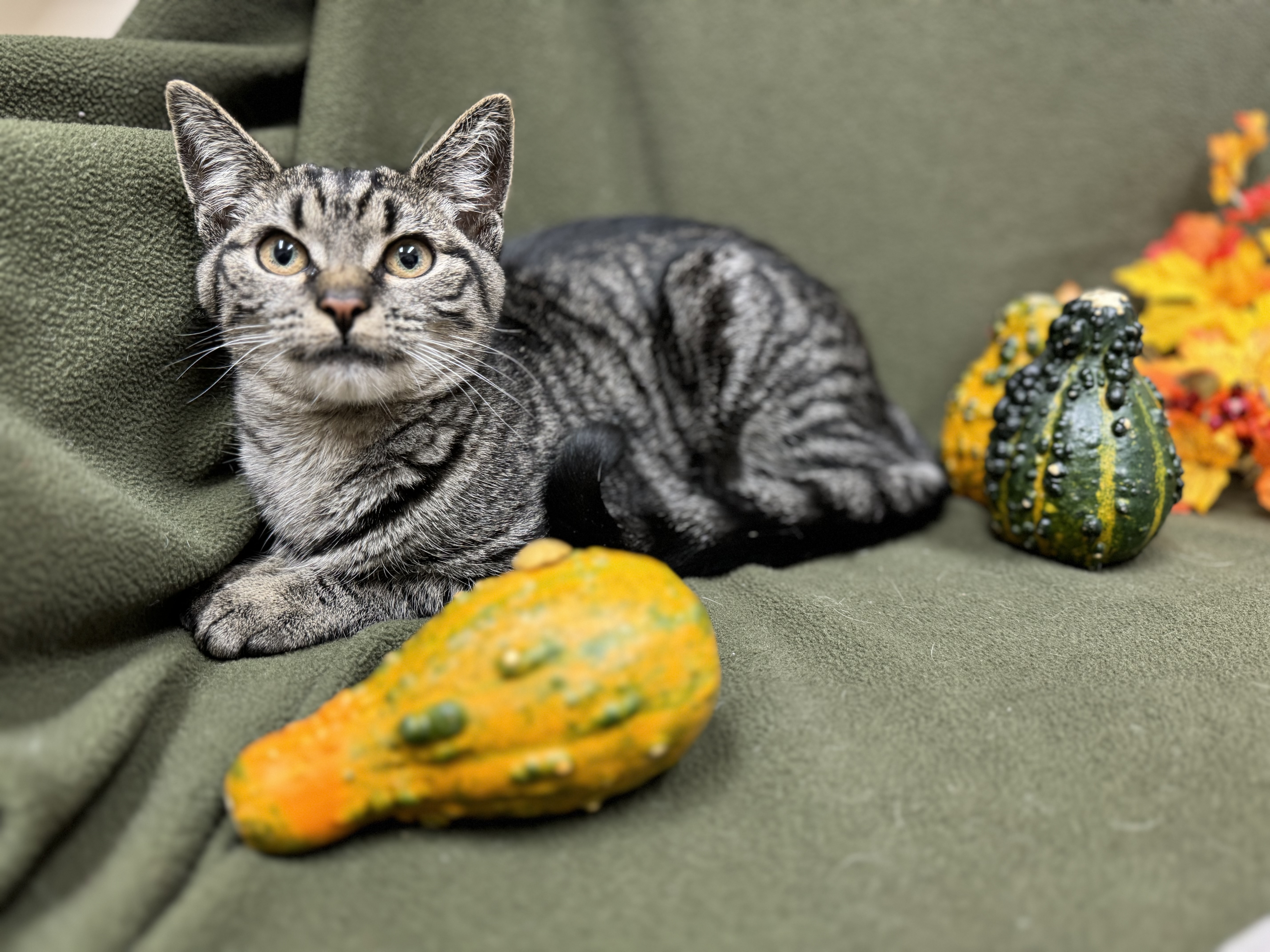 Topaz, a Adopted Domestic Short Hair in Mullica Hill, NJ image 4/6
