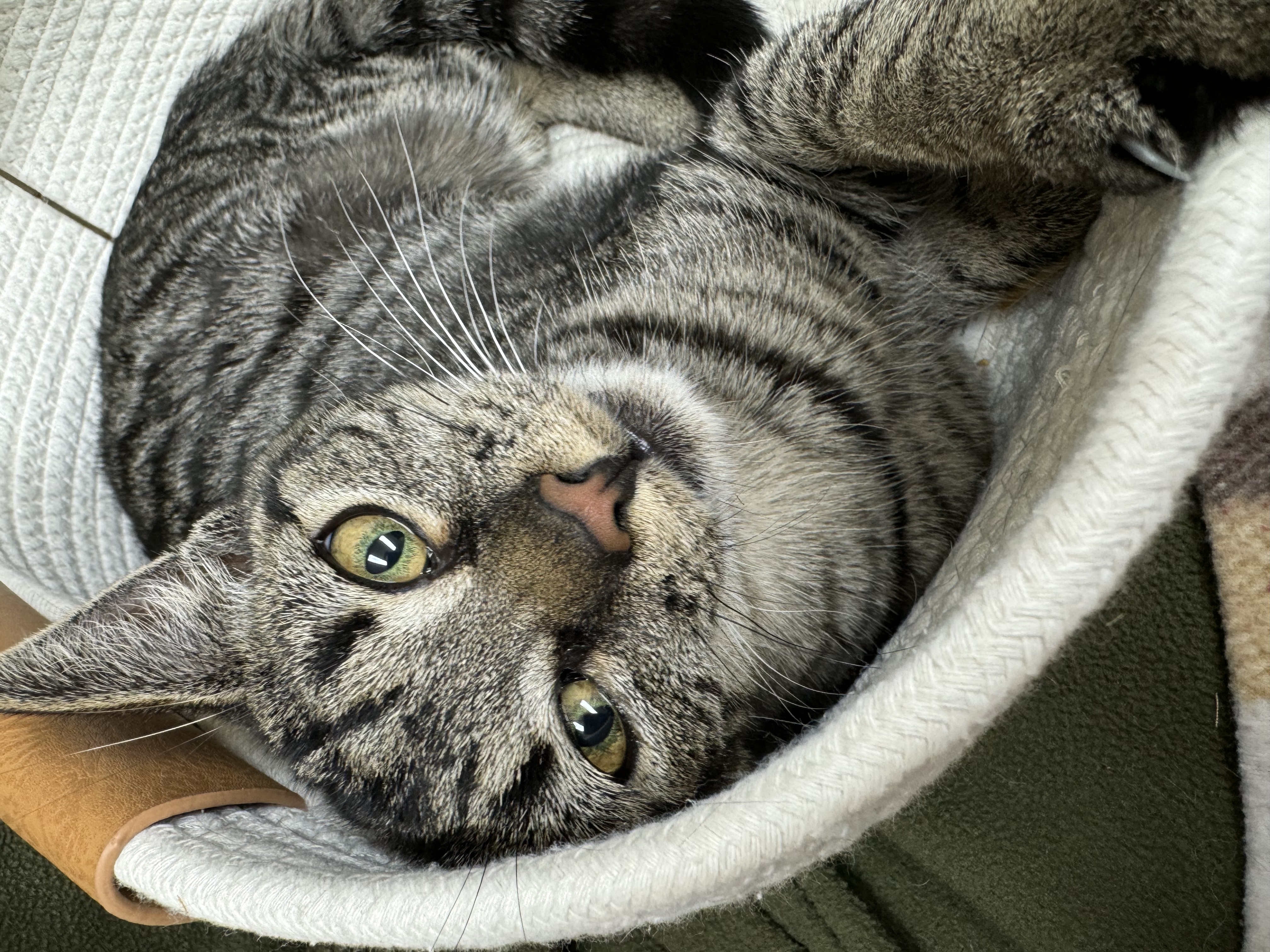 Topaz, Adopted, Kitten Female Domestic Short Hair.