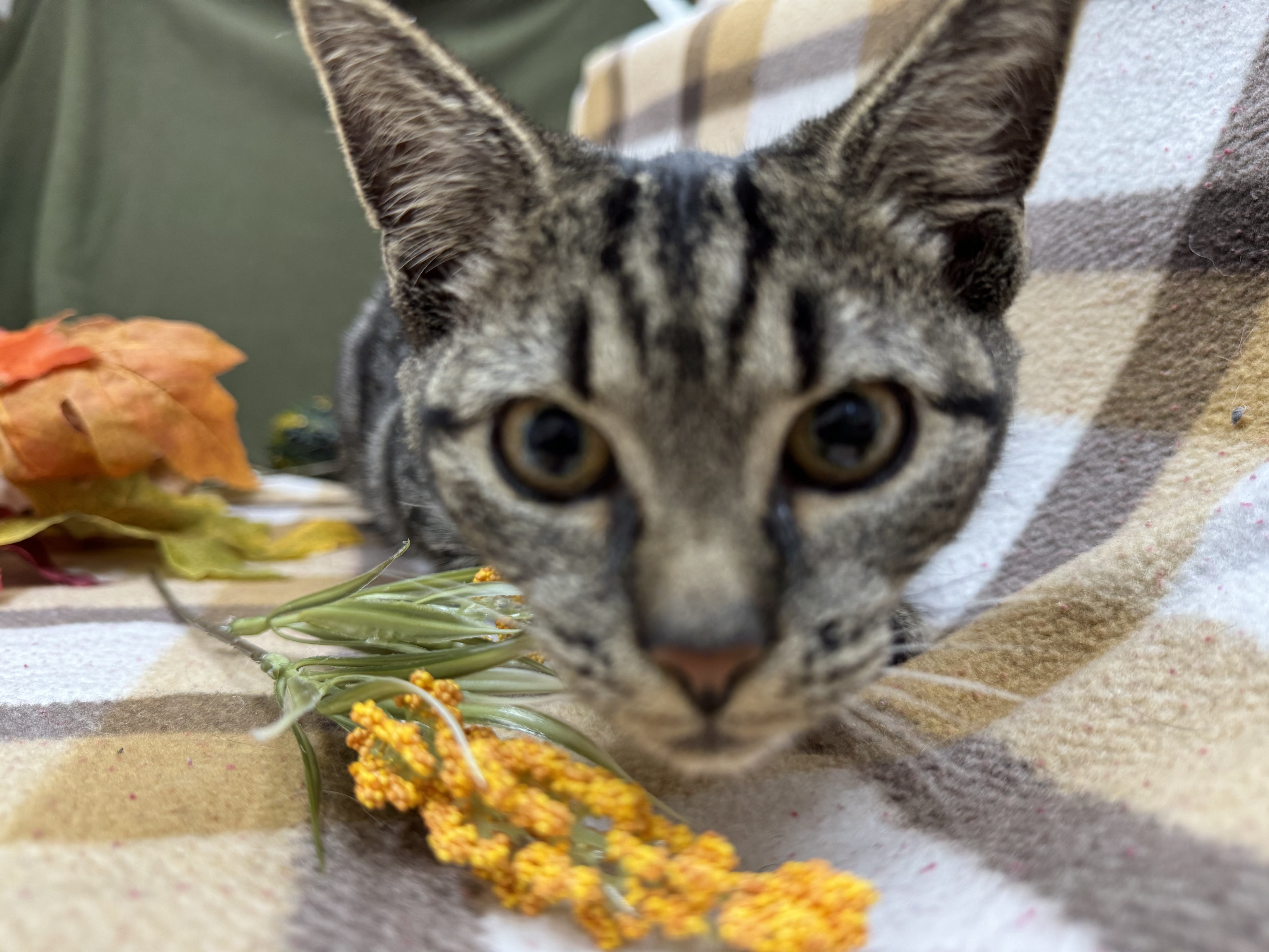 Topaz, a Adopted Domestic Short Hair in Mullica Hill, NJ image 3/6