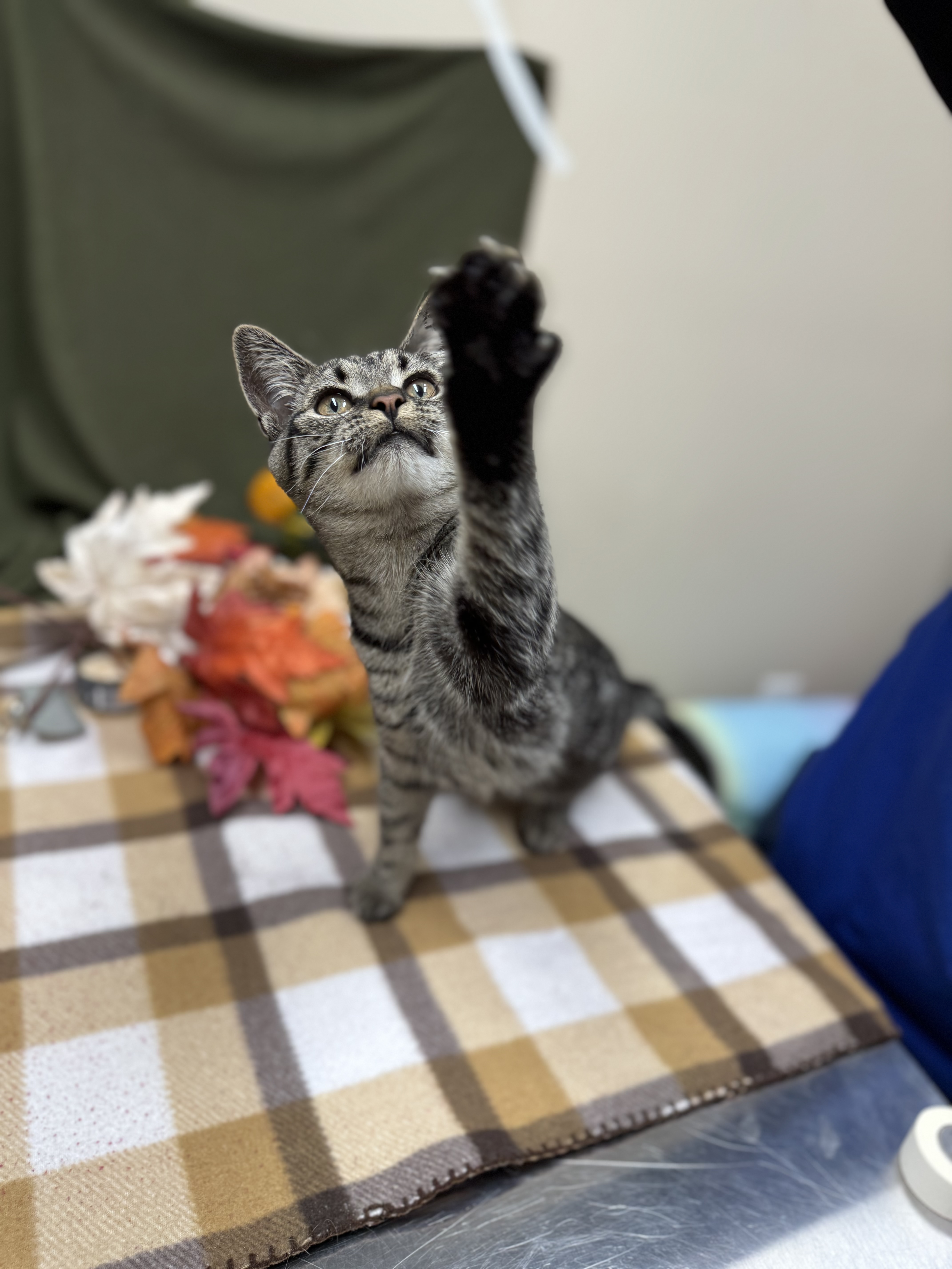 Topaz, a Adopted Domestic Short Hair in Mullica Hill, NJ image 5/6