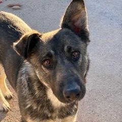 Opal, ADOPTABLE, Young Female Shepherd & Husky.