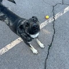 Enlarge Opal, a ADOPTABLE mixed breed in Bernalillo, NM image 3/4