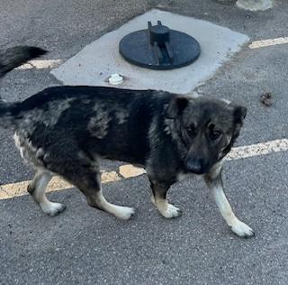 Enlarge Opal, a ADOPTABLE mixed breed in Bernalillo, NM image 2/4