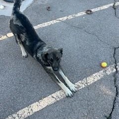 Enlarge Opal, a ADOPTABLE mixed breed in Bernalillo, NM image 4/4