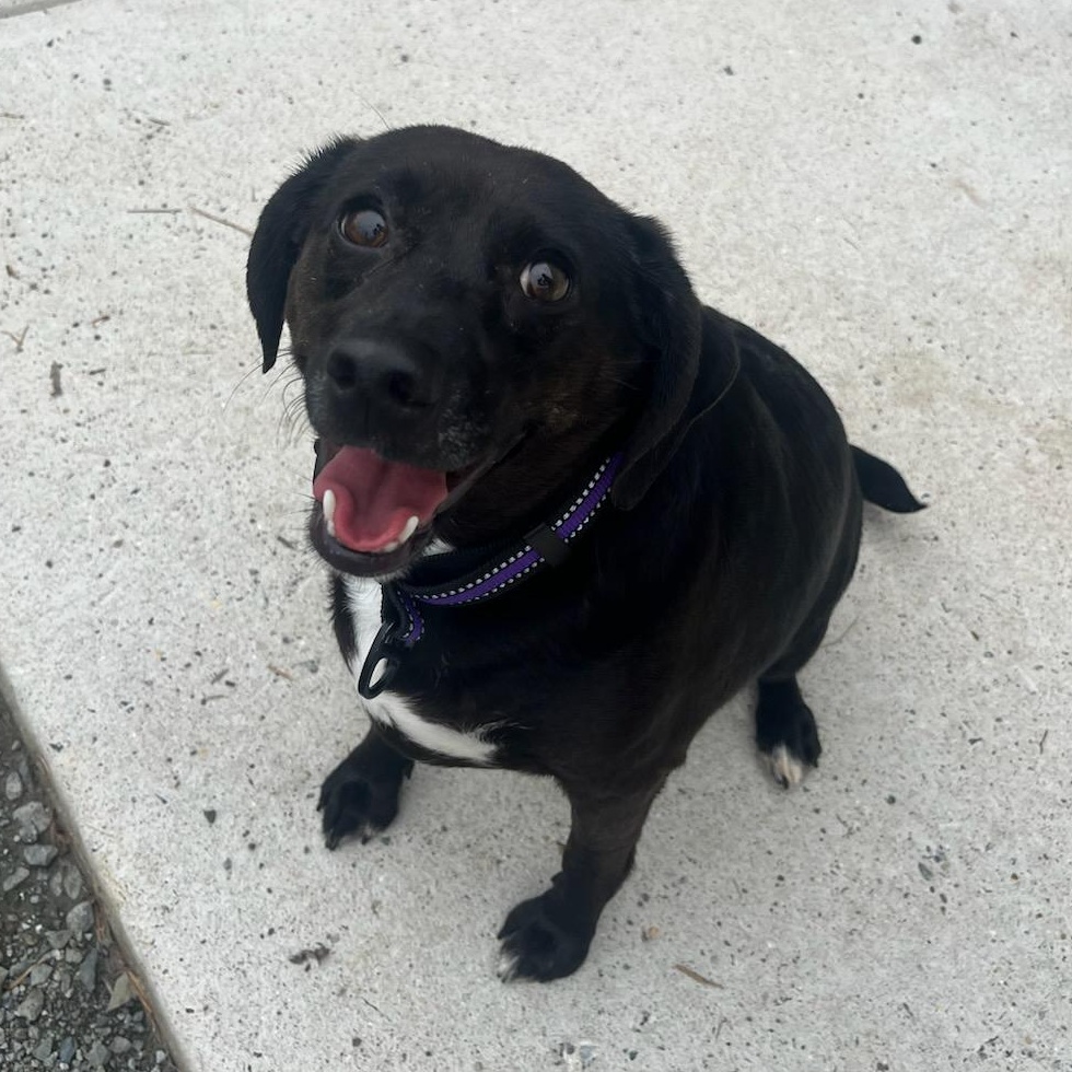 Lila Rose (ID 51993), a ADOPTABLE Terrier in Manassas, VA image 2/2
