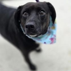 Lila Rose (ID 51993), ADOPTABLE, Adult Female Terrier.