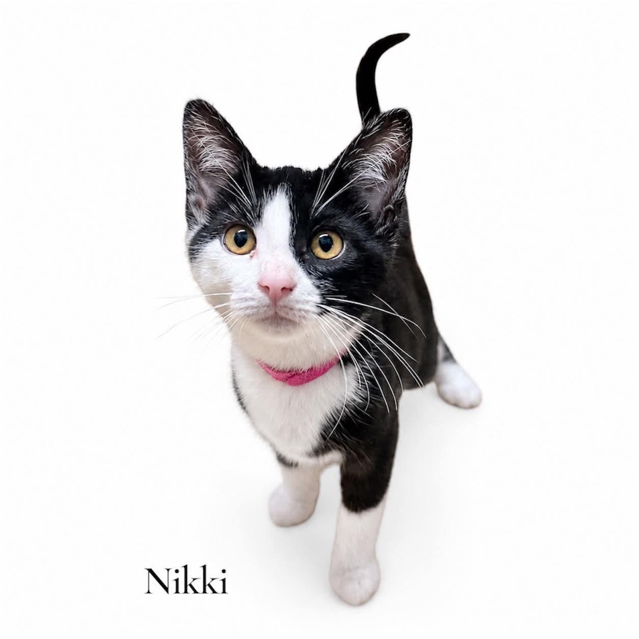 Nikki, ADOPTABLE, Kitten Female Domestic Short Hair.