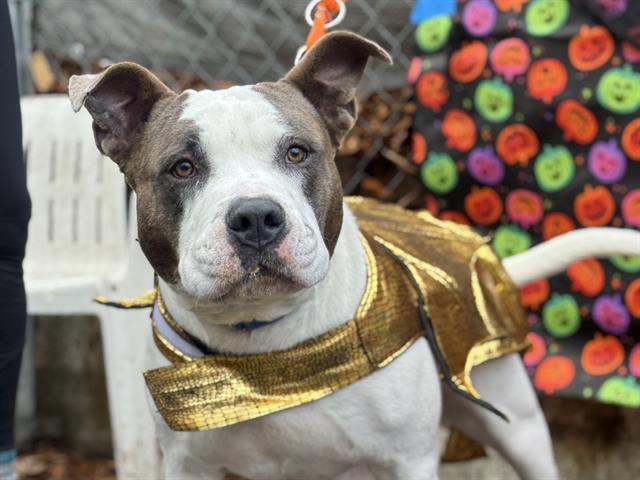 BRUIN, Adoptable, Adult Male Pit Bull Terrier.