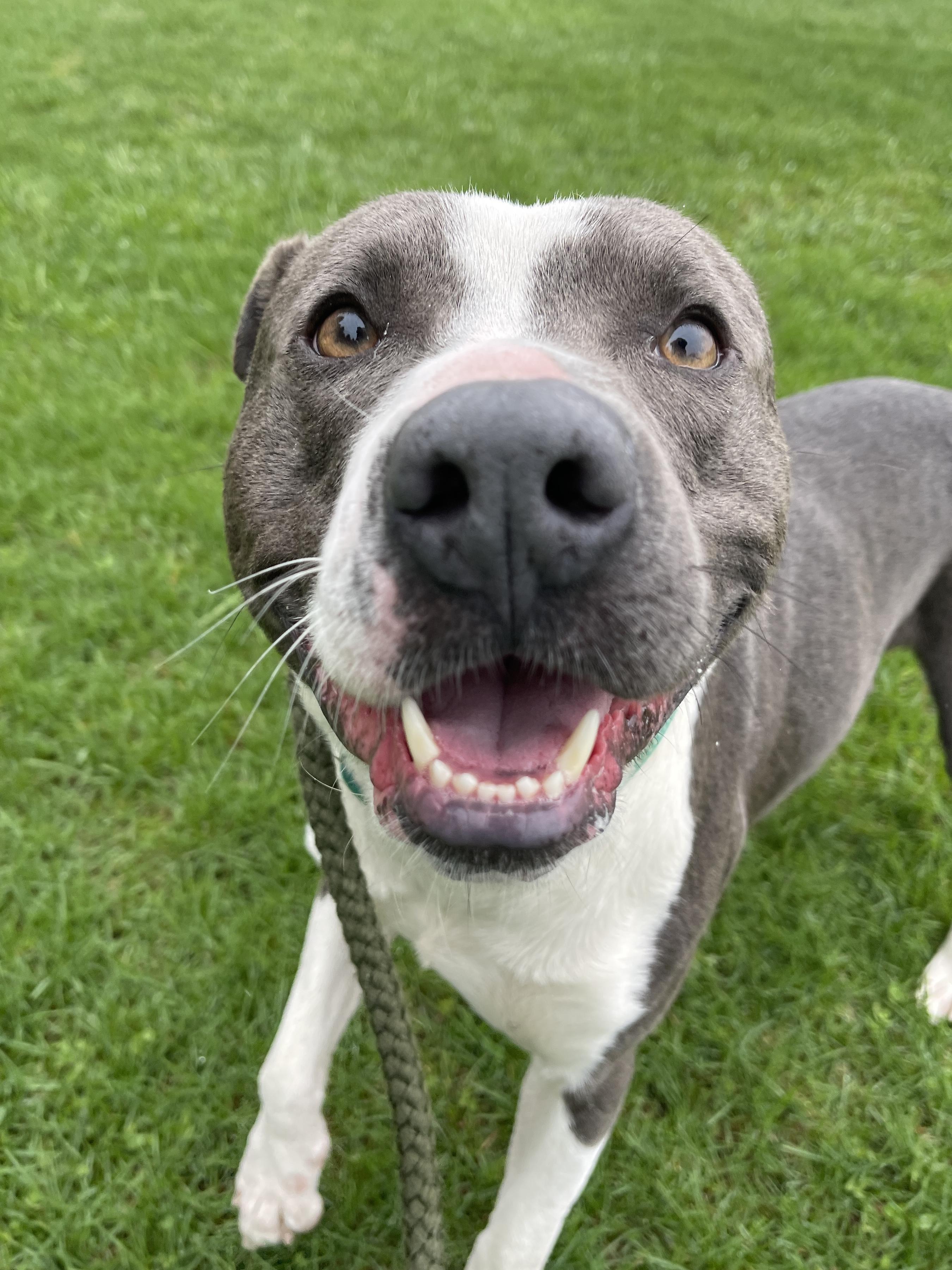 Dinkleberg, a ADOPTABLE Pit Bull Terrier in Allegan, MI image 4/6