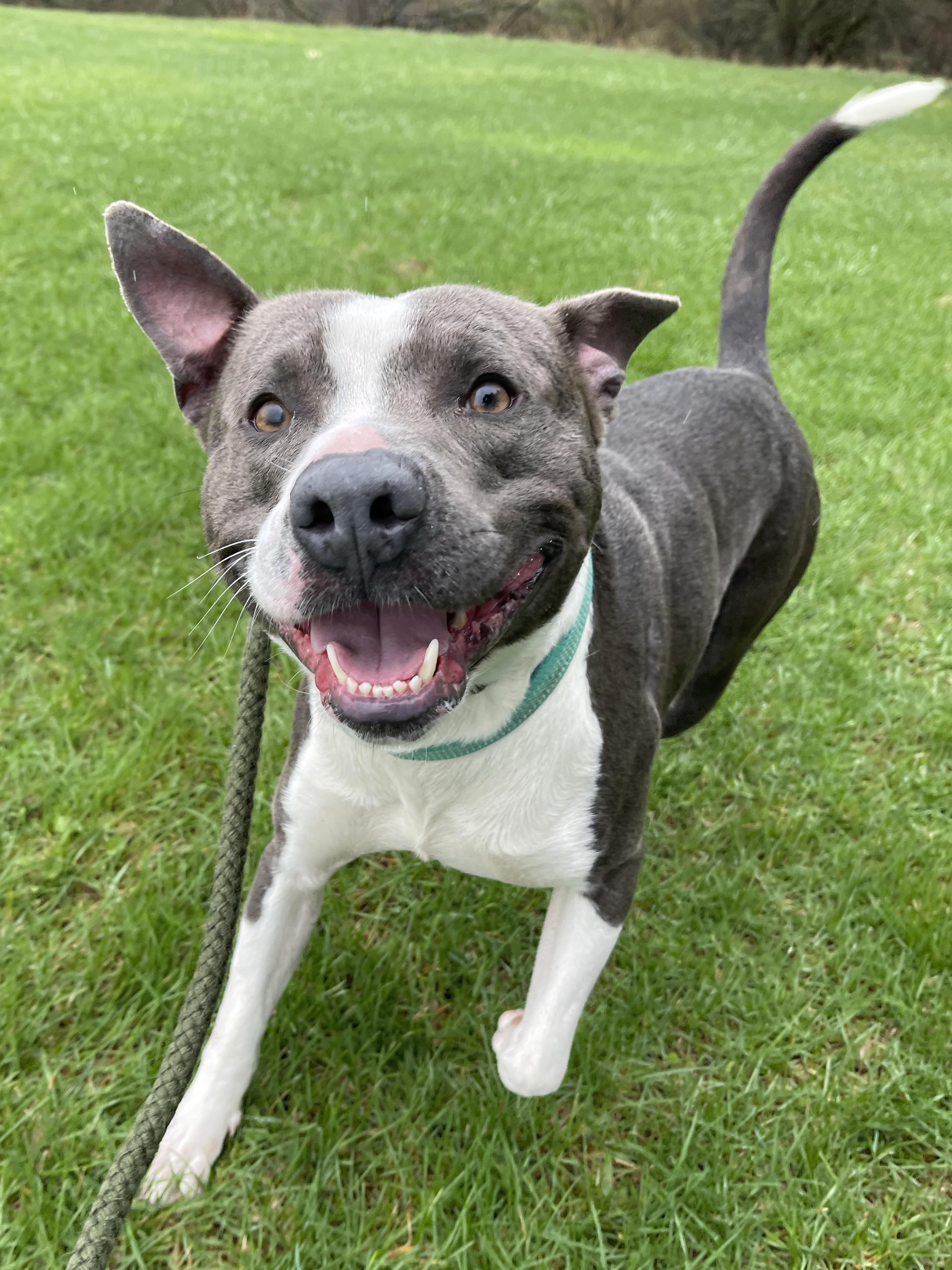 Dinkleberg, a ADOPTABLE Pit Bull Terrier in Allegan, MI image 5/6