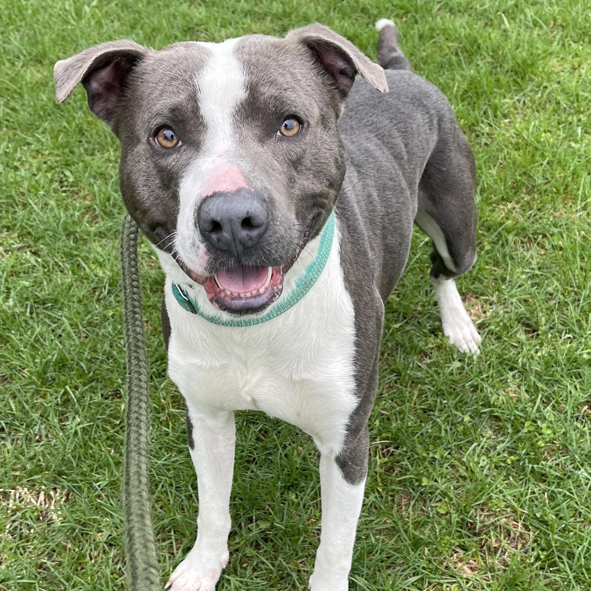 Dinkleberg, ADOPTABLE, Young Male Pit Bull Terrier.