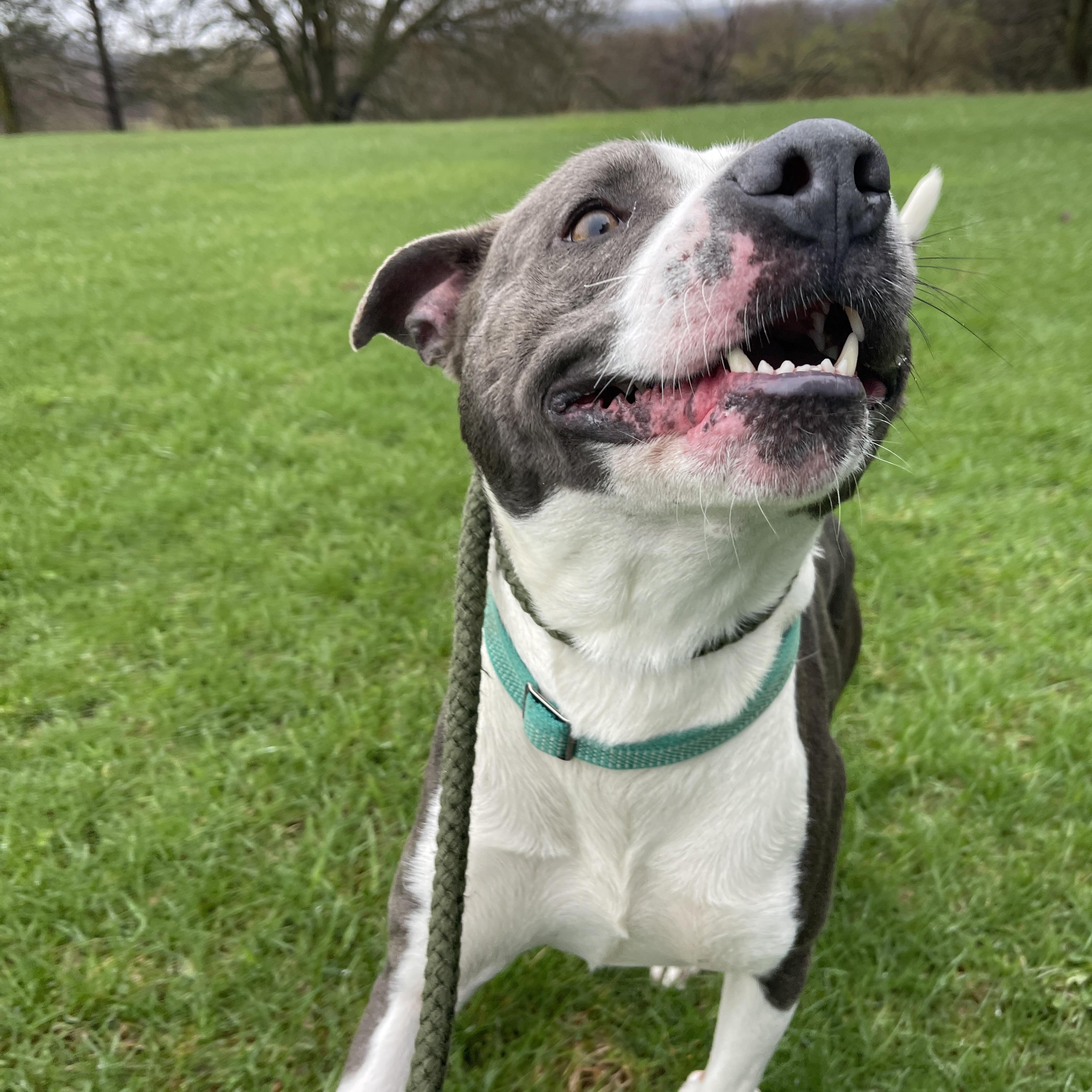 Dinkleberg, a ADOPTABLE Pit Bull Terrier in Allegan, MI image 3/6