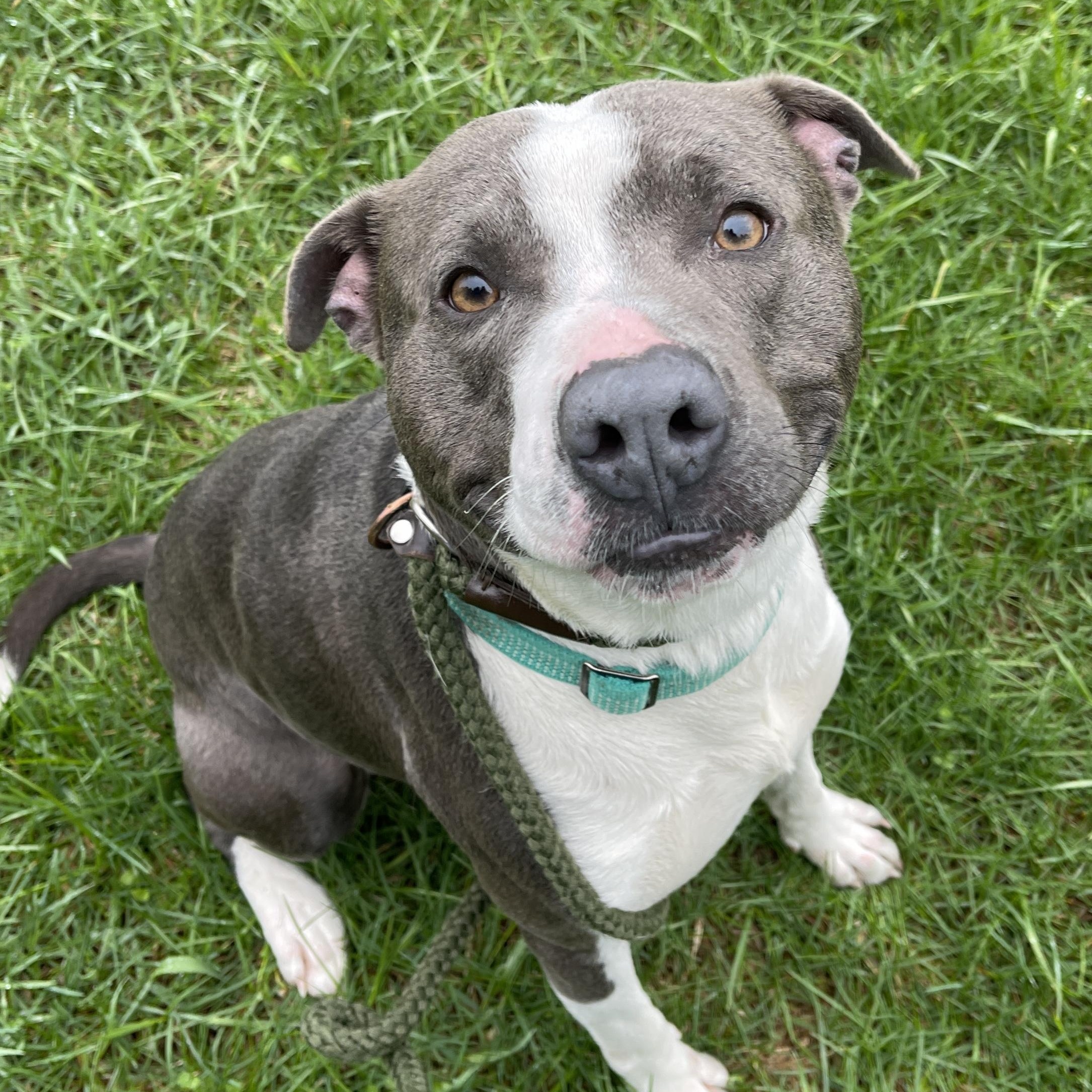 Dinkleberg, a ADOPTABLE Pit Bull Terrier in Allegan, MI image 6/6