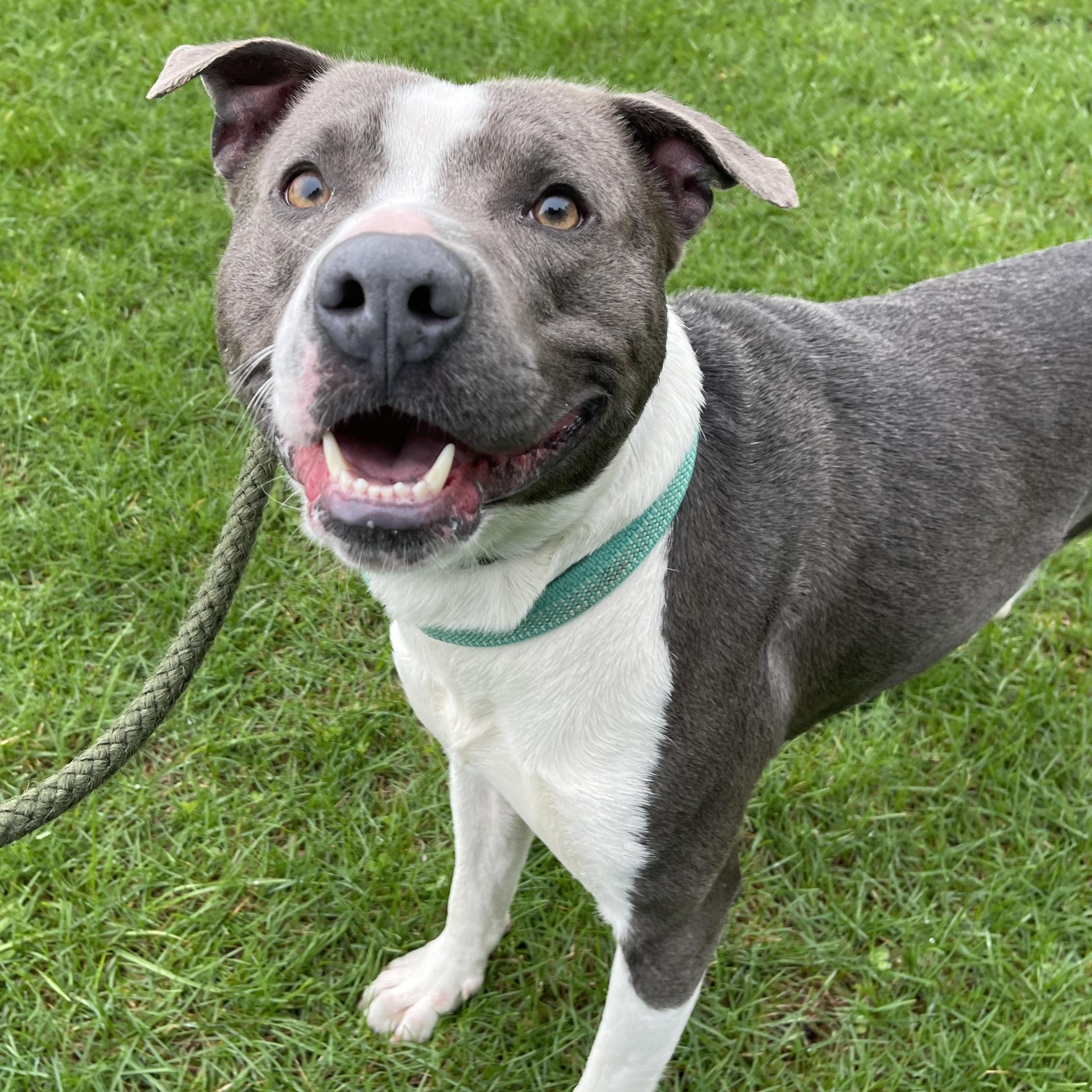 Dinkleberg, a ADOPTABLE Pit Bull Terrier in Allegan, MI image 2/6