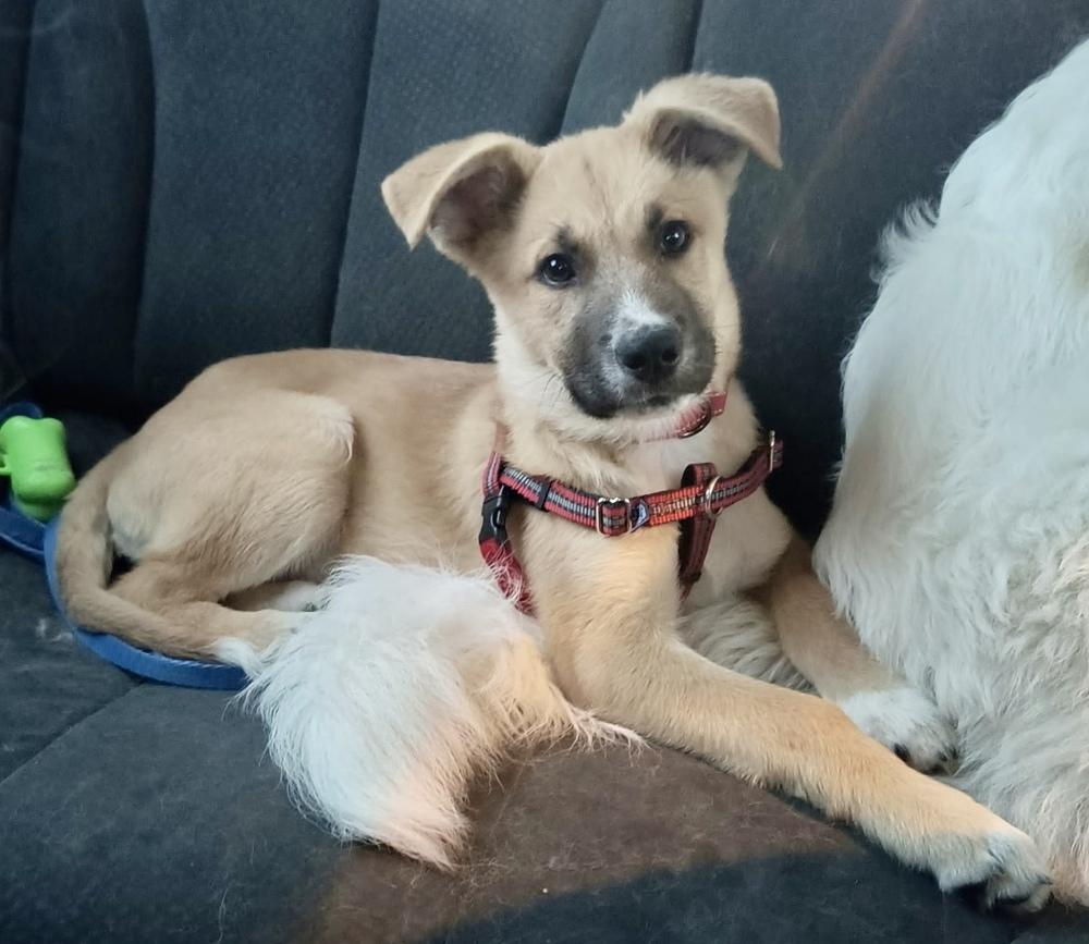 Enlarge Tanner, a Adoptable mixed breed in Richardson, TX image 2/6