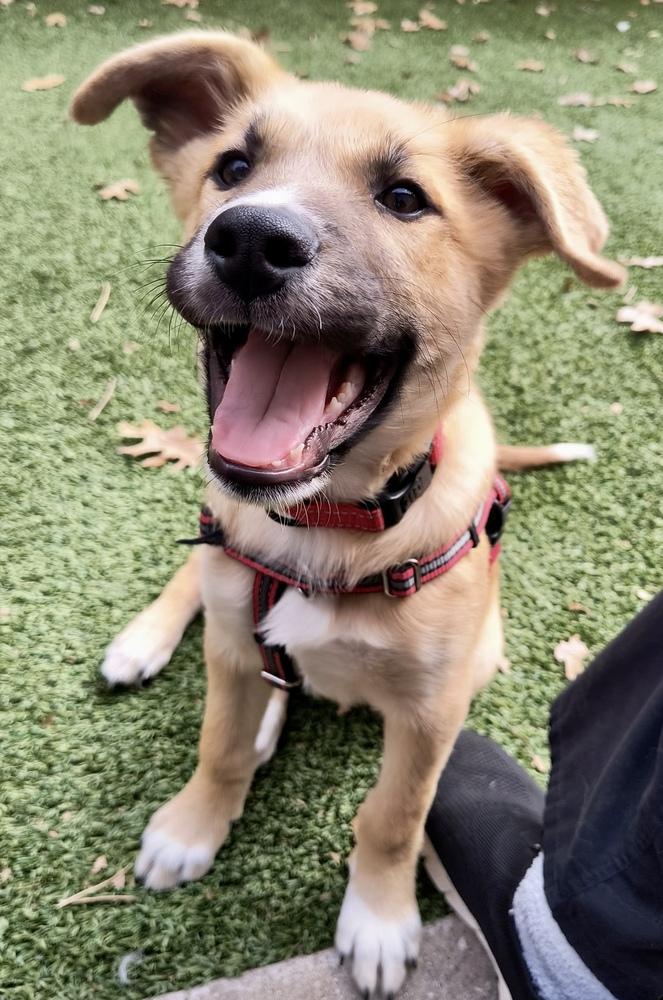 Enlarge Tanner, a Adoptable mixed breed in Richardson, TX image 3/6