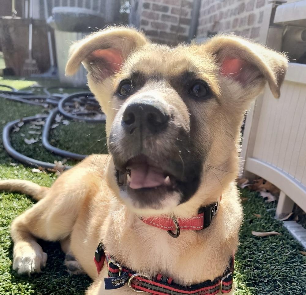Enlarge Tanner, a Adoptable mixed breed in Richardson, TX image 4/6