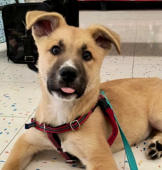 Enlarge Tanner, a Adoptable mixed breed in Richardson, TX image 5/6