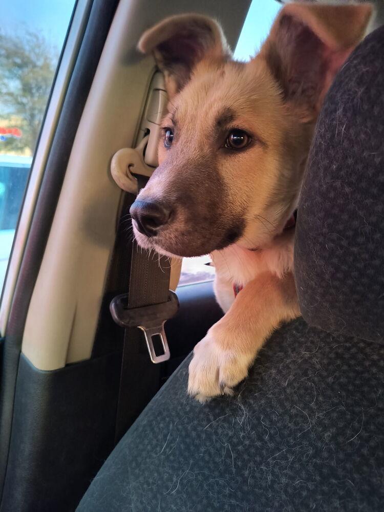 Enlarge Tanner, a Adoptable mixed breed in Richardson, TX image 6/6