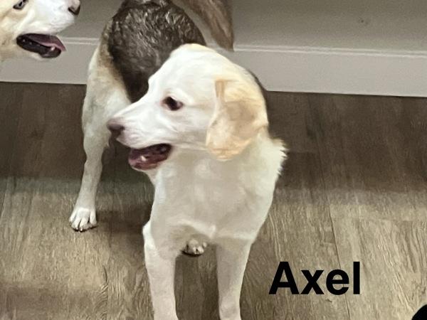 Axel, a Adoptable mixed breed in McMinnville, OR image 2/2