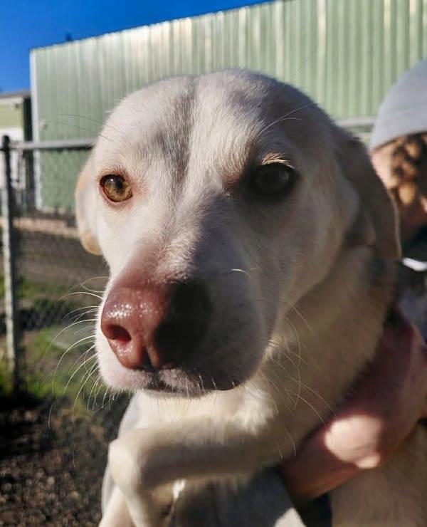 Axel, a Adoptable mixed breed in McMinnville, OR image 1/2