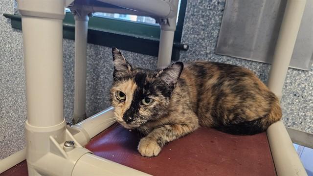 SHERBERT, Adoptable, Adult Female Domestic Short Hair.