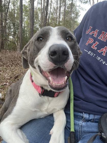 Fern, Adoptable, Adult Female Terrier & Mixed Breed.