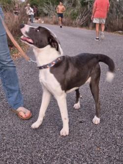 Enlarge Fern, a Adoptable mixed breed in Gainesville, FL image 2/3
