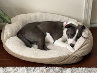 Enlarge Fern, a Adoptable mixed breed in Gainesville, FL image 3/3